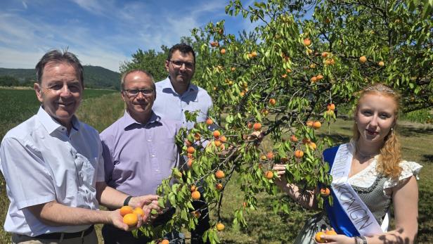 Drei Männer und die Marillenkönigin mit Schärpe und Dirndl ernten gemeinsam reife Marillen von einem Baum in einer sonnigen Obstplantage.