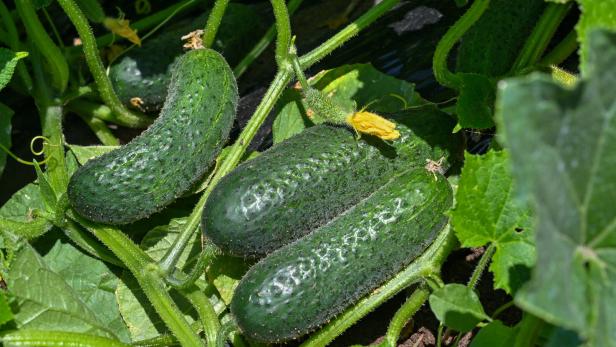 Drei kleine Gurken wachsen zwischen dichten grünen Blättern im Garten.