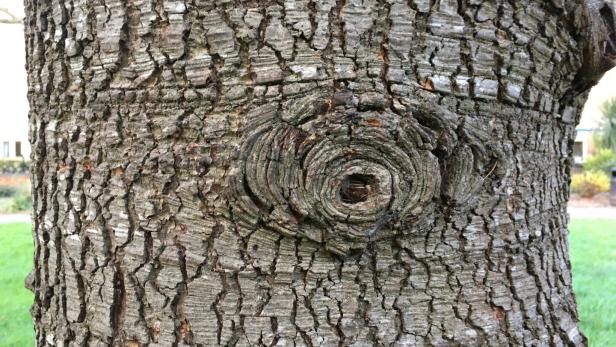 Blue atlas cedar - Bark / trunk