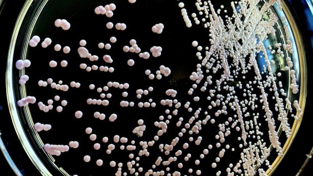 Candida glabrata, yeast close up.