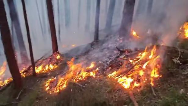 Waldbrand in Gutenstein.