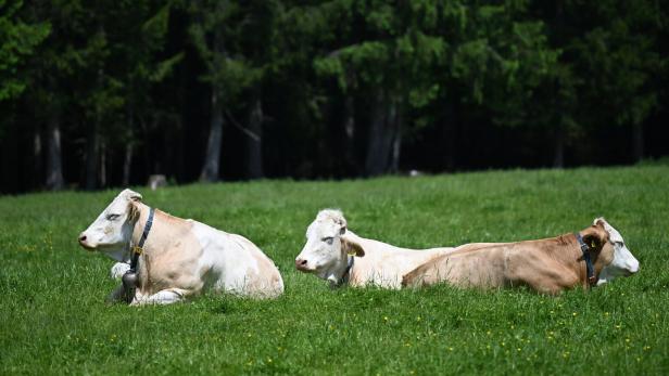 ++ THEMENBILD ++ STEIERMARK: KÜHE / TIERE / ALMEN