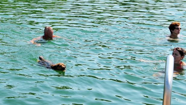 Leute regen sich über Hundsis im Ratzersdorfer See auf
