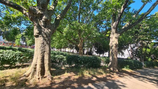 Arne-Karlsson-Park, Alsergrund, Park, Plantanen