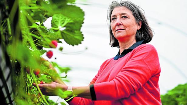 TENNIS-GBR-WIMBLEDON-STRAWBERRIES-REGAN