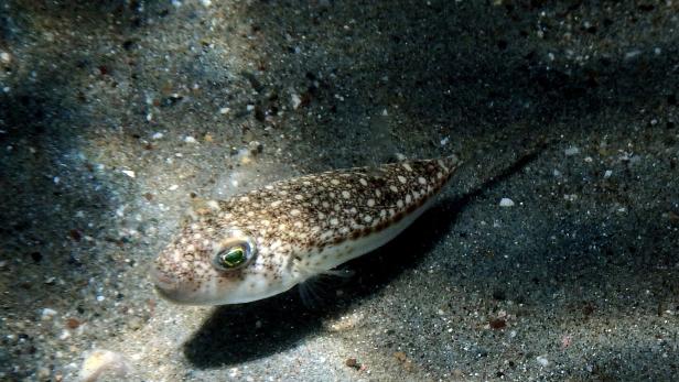Marine life in Nafplio