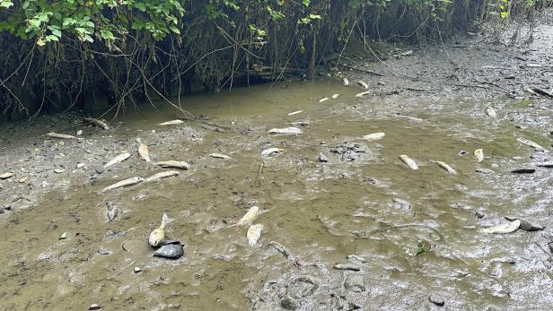 verendete Fische