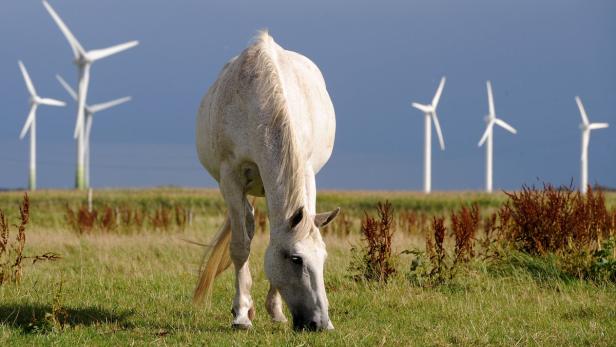 Windräder decken 7,5 Prozent des heimischen Stromverbrauchs.