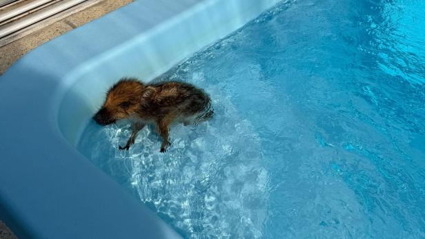 Frischling im Pool