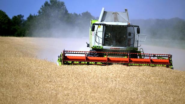 Ein Claas Lexion Mähdrescher erntet bei sonnigem Wetter ein goldenes Getreidefeld und wirbelt dabei Staub auf.