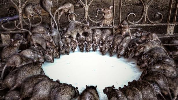 Holy rats at Karni Mata temple, Deshnoke, near Bikaner, Rajasthan, northern India