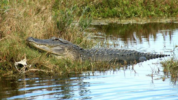 Ein Alligator liegt am Ufer eines Gewässers in Florida.