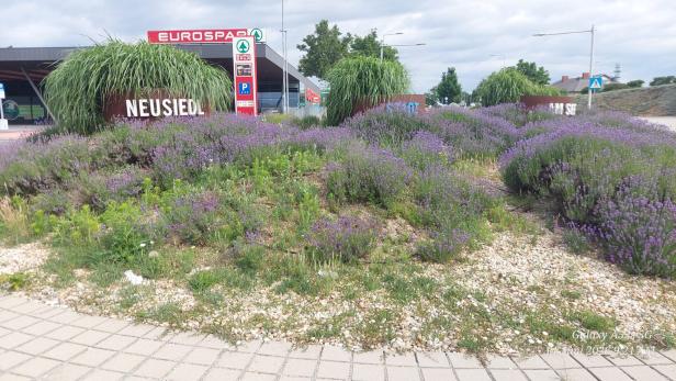 Ein mit Lavendel bepflanzter Kreisverkehr vor einem Eurospar-Markt in Neusiedl am See.