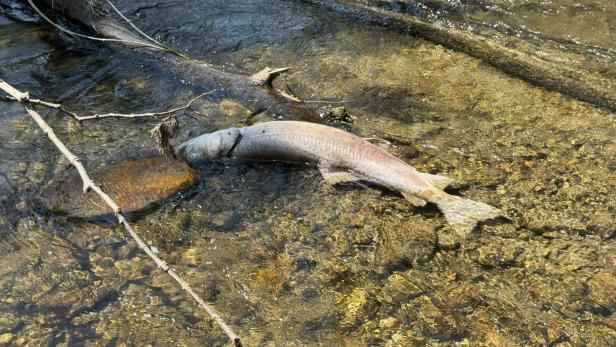 Toter Fisch liegt im flachen Bach zwischen Ästen.