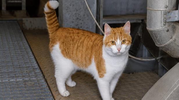 Katze Killer