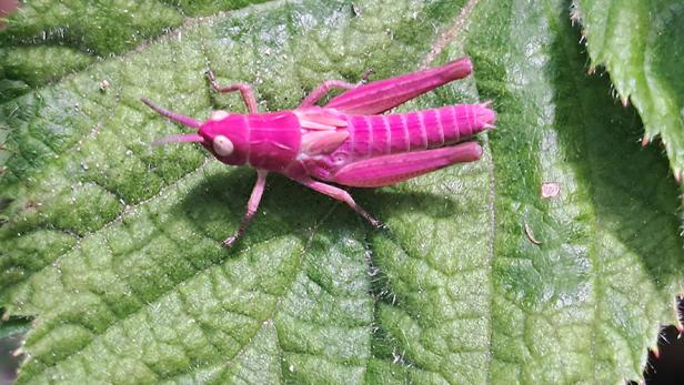 Kräftig rosa gefärbte Grashüpfer-Nymphe auf einem grünen Blatt in Kärnten.