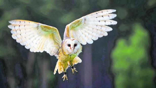 Eine helle Schleiereule fliegt durch den Wald.