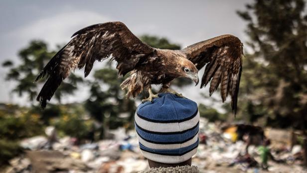 TOPSHOT-KENYA-CONSERVATION-ENVIRONMENT-BIRDMAN