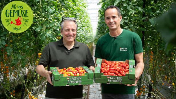 Zwei Männer stehen in einem Gewächshaus und halten jeweils eine grüne Kiste mit Tomaten.