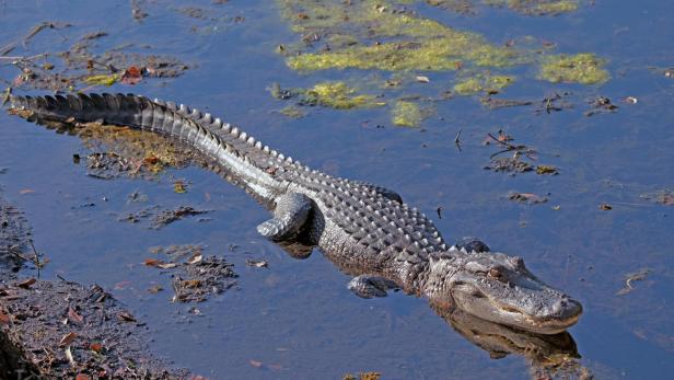 Ein Alligator schwimmt im Wasser in Florida.