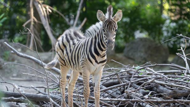 Zebra Schönbrunn