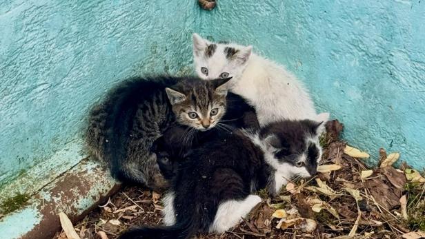 Die Katzenbabys in dem ausgelassenen Pool.