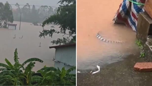 Überflutetes Gelände, ein Schlangenkörper im Wasser sichtbar.