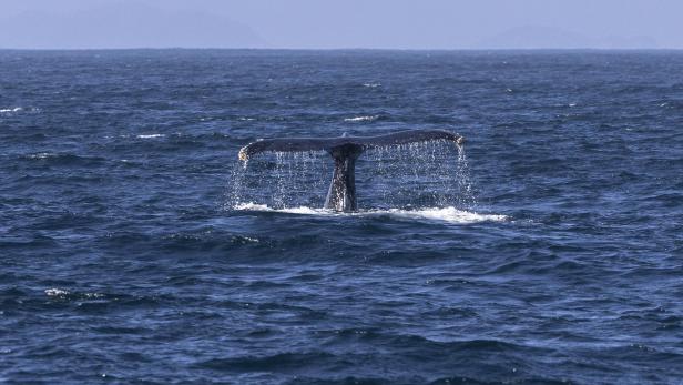 Walfluke ragt aus dem Meer und spritzt Wasser.
