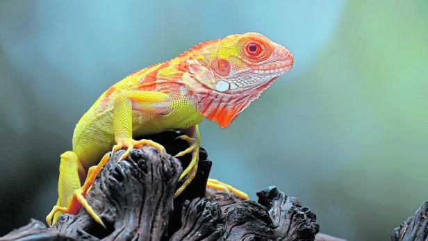 Eine rot-orange Echse stitzt auf einer Wurzel.