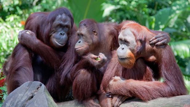 Drei Orang Utans sitzen eng zusammen auf einem Baumstamm.