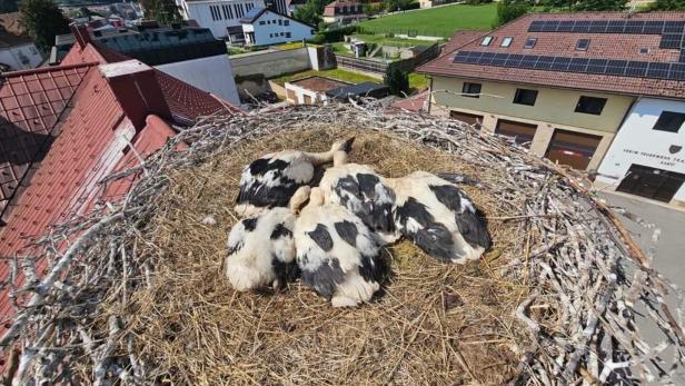 Mehrere Jungstörche liegen im Nest auf einem Dach über einem Dorf im Grünen.