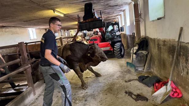 Verschmutzter Stier 