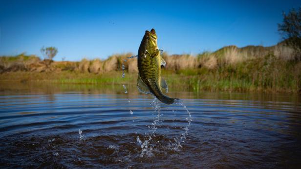 Ein Fisch springt aus dem Wasser eines Sees vor blauem Himmel und Ufergras.