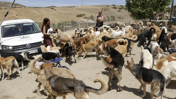 MOROCCO-WC2030-ANIMAL-DOGS