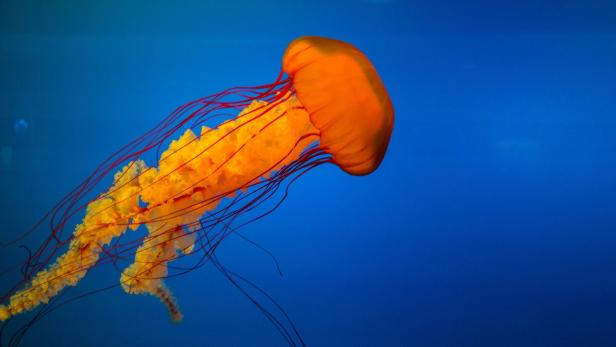 Orangefarbene Feuerqualle schwimmt im blauen Meerwasser