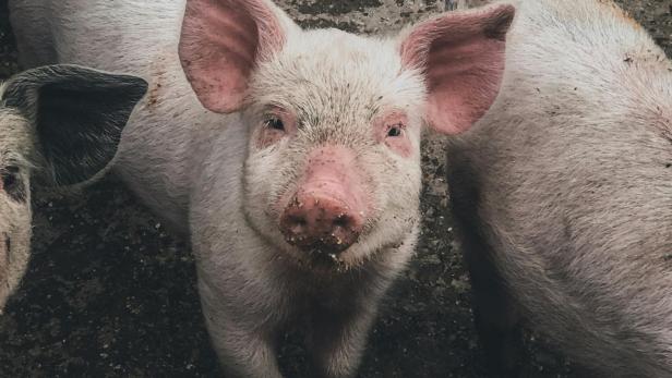 Ferkel im Schweinestall