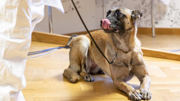 Covid-19 Spürhund des Bundesheeres
