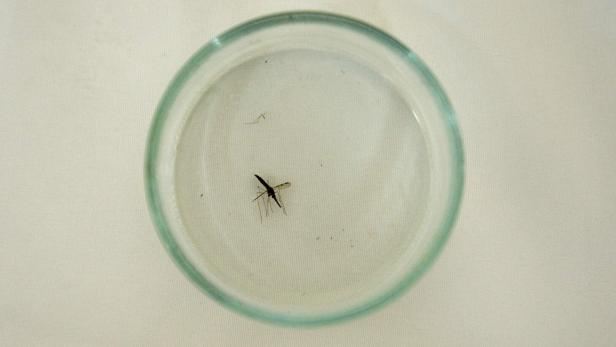 FILES-FRANCE-OVERSEAS-HEALTH-MALARIA