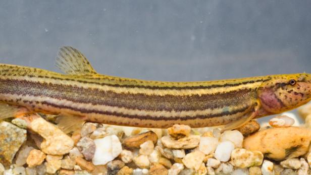 Ein Fisch namens Schlammpeitzger bzw. Furzgrundel schwimmt über Kieselsteine.