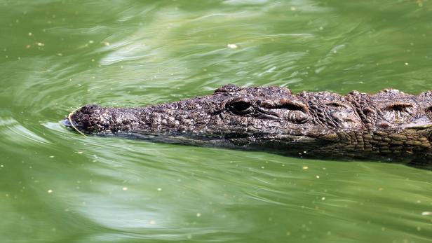 Opening of the Dubai Crocodile Park