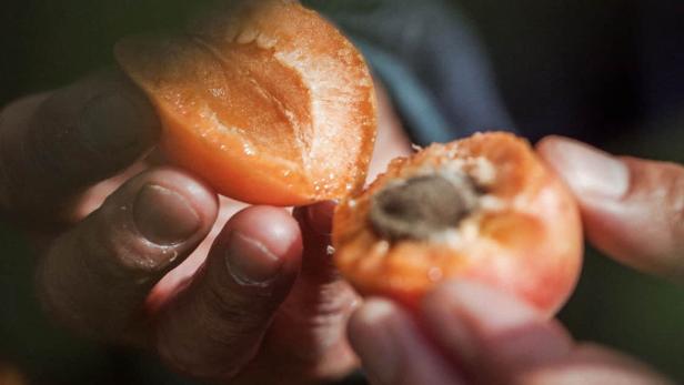 Hände halten eine aufgebrochene orange Frucht mit Kern.