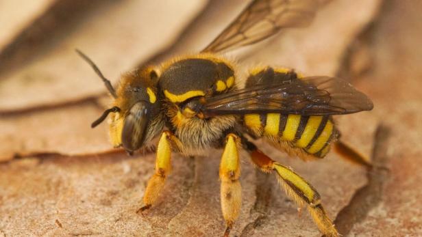 Closeup on a yellow striped European common woolcarder bee, Anthidium manicatum