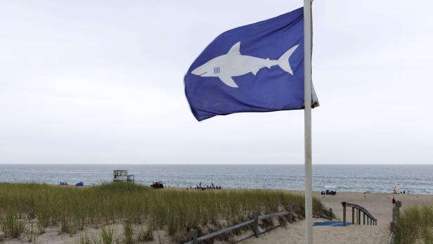 Shark activity off of Cape Cod