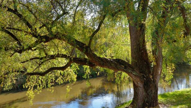 Großer Baum mit weit ausladendem Ast über einem Flussufer.