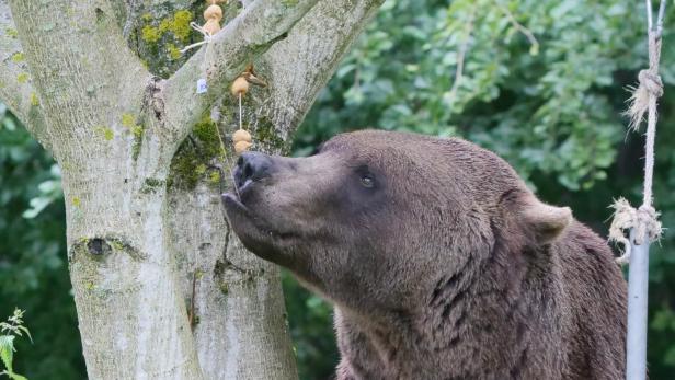 Brauner Bär riecht an einem am Baum hängenden Futterseil im Wald.