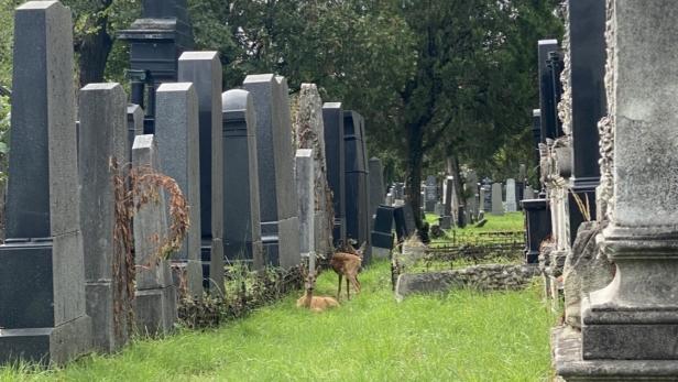 Rehe zwischen den Grabsteinen auf dem Zentralfriedhof Wien