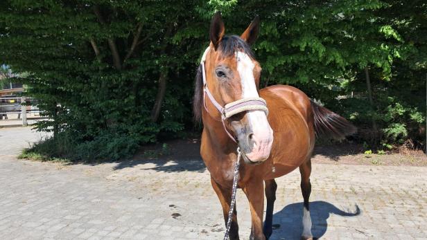 Braunes Pferd steht auf gepflastertem Weg.