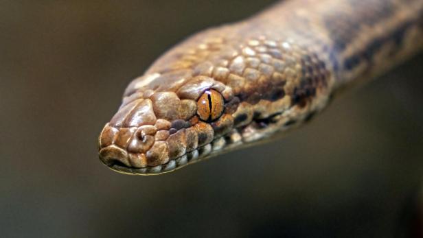 Kopf einer braunen Python