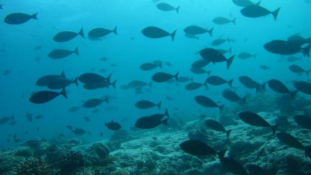 Zahlreiche Fische im Wasser