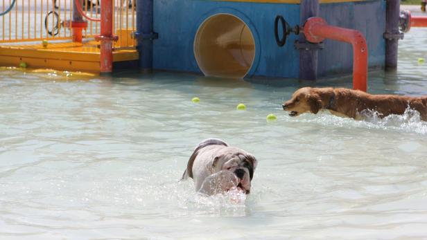 Hunde spielen in einem Pool